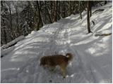 Stara Vrhnika - Koča na Planini nad Vrhniko